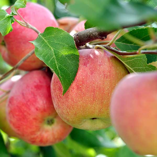 toelzer-obstbaumschule-apfelbaeume