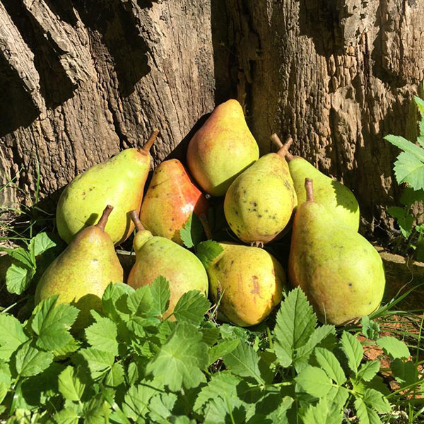 toelzer-obstbaumschule-sortiment-birnen