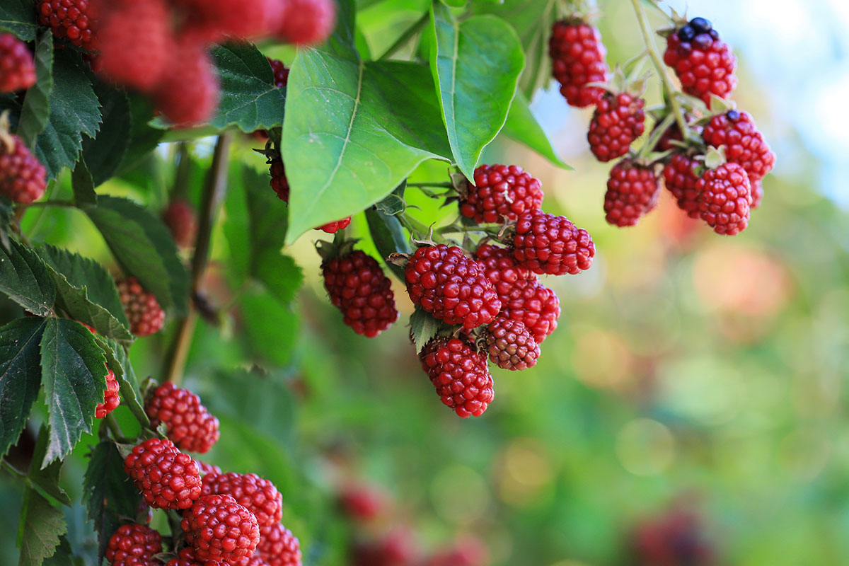 Toelzer-Obstbaumschule-Sortiment-Beerenobst