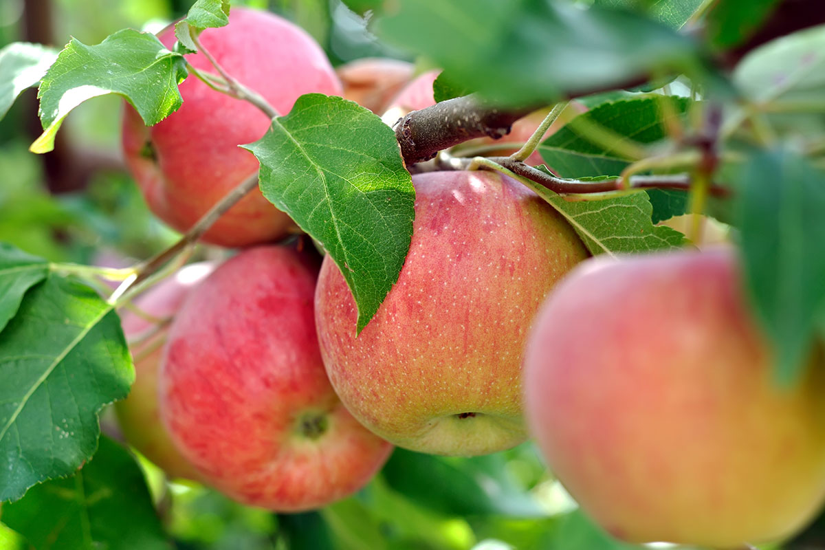 Toelzer-Obstbaumschule-Sortiment-Obstbaeume