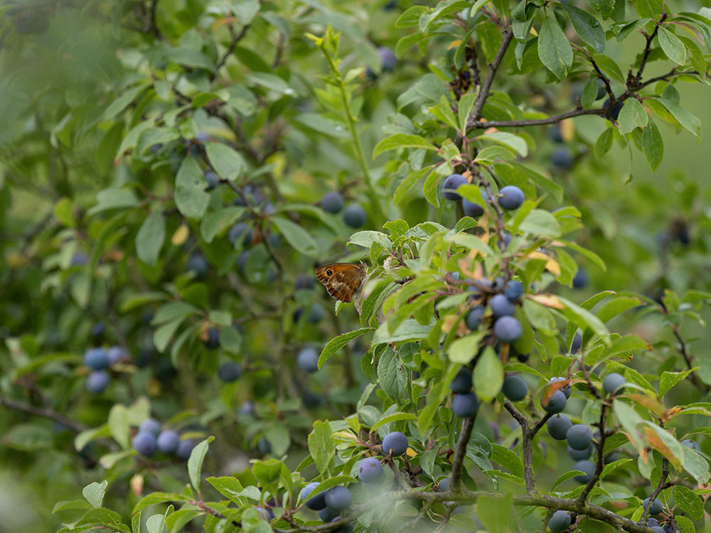 Toelzer-Obstbaumschule-Sortiment-Wildobst